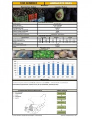 Icon of Aguacate Hass Nacional de Primera Mayorista