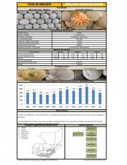 Icon of Melón Cantaloupe de Primera Mayorista