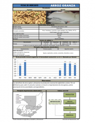 Icon of Arroz Granza De Primera Mayorista (Seca)