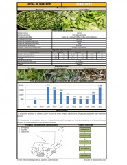 Icon of Loroco De Primera Mayorista