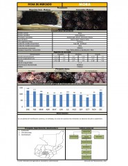 Icon of Mora De Primera Mayorista