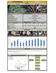 Icon of Yuca De Primera Mayorista