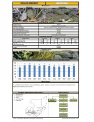 Icon of Brocoli De Primera Mayorista