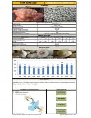 Icon of Cebolla Blanca Importada De Primera Mayorista