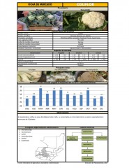 Icon of Coliflor De Primera Mayorista