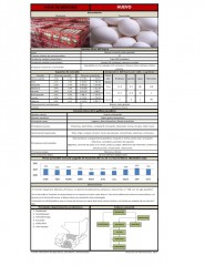 Icon of Huevo Blanco Extra Grande De Primera Mayorista