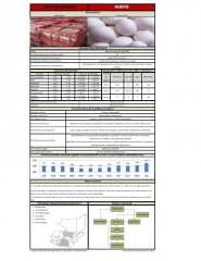 Icon of Huevo Blanco Grande De Primera Mayorista