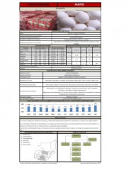 Icon of Huevo Blanco Mediano De Primera Mayorista