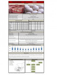 Icon of Huevo Blanco Pequeño De Primera Mayorista