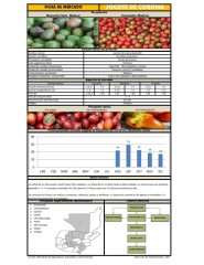 Icon of Jocote De Corona Grande De Primera Mayorista