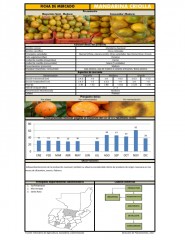 Icon of Mandarina Criolla De Primera Mayorista
