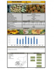 Icon of Melocotón De Primera Mayorista