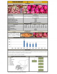 Icon of Pitahaya De Primera Mayorista