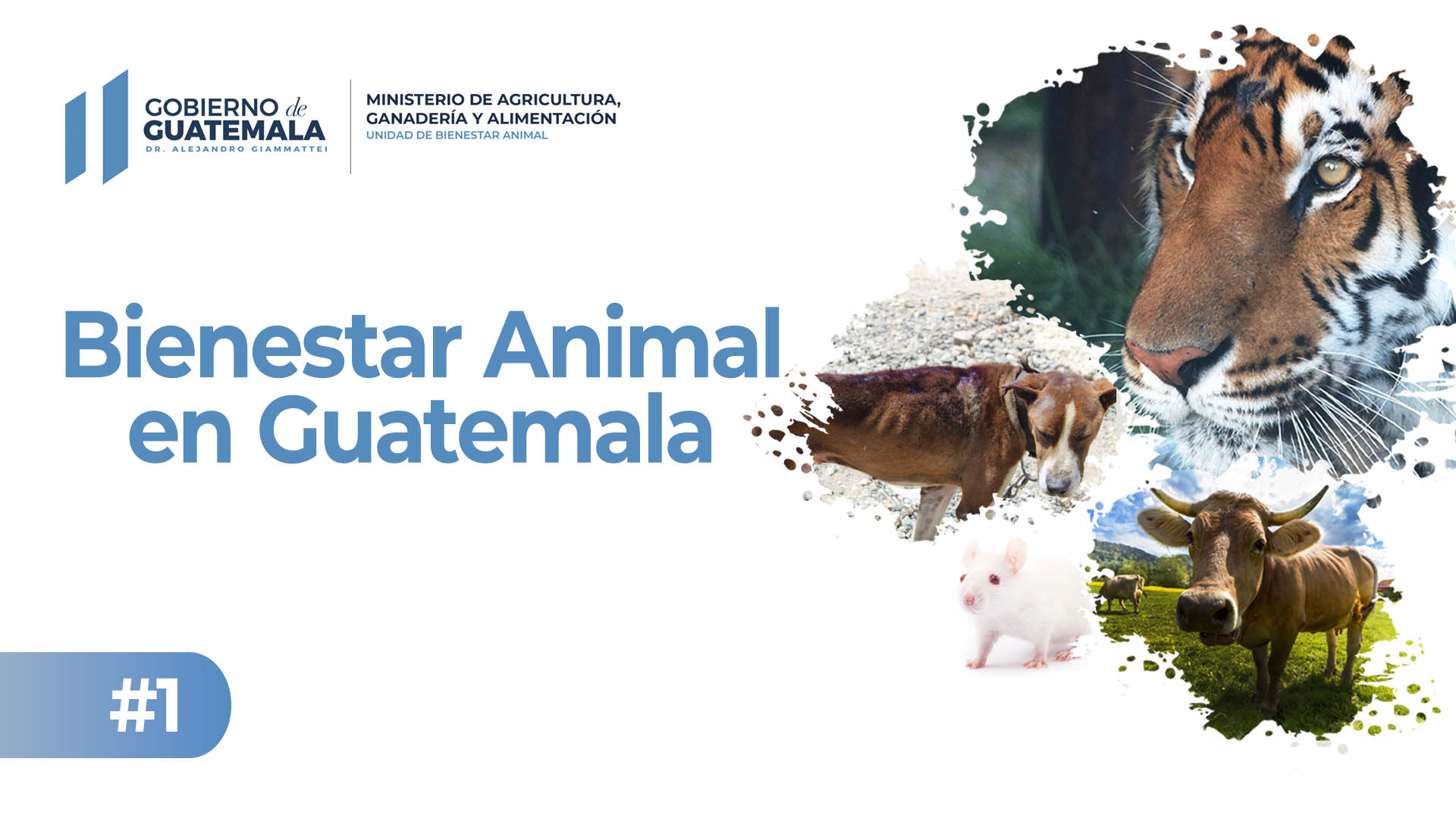 Bienestar Animal en Guatemala