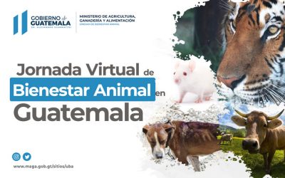 ¿Quiéres aprender sobre  bienestar animal en Guatemala? Entérate de nuestros cursos en línea