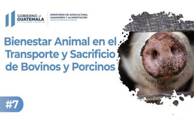 Bienestar Animal en el Transporte y Sacrificio de Bovinos y Porcinos