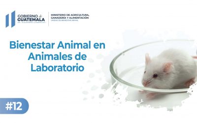 Bienestar Animal en Animales de Laboratorio