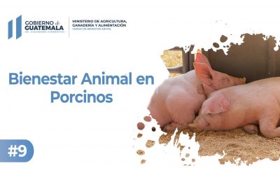 Bienestar Animal en Porcinos