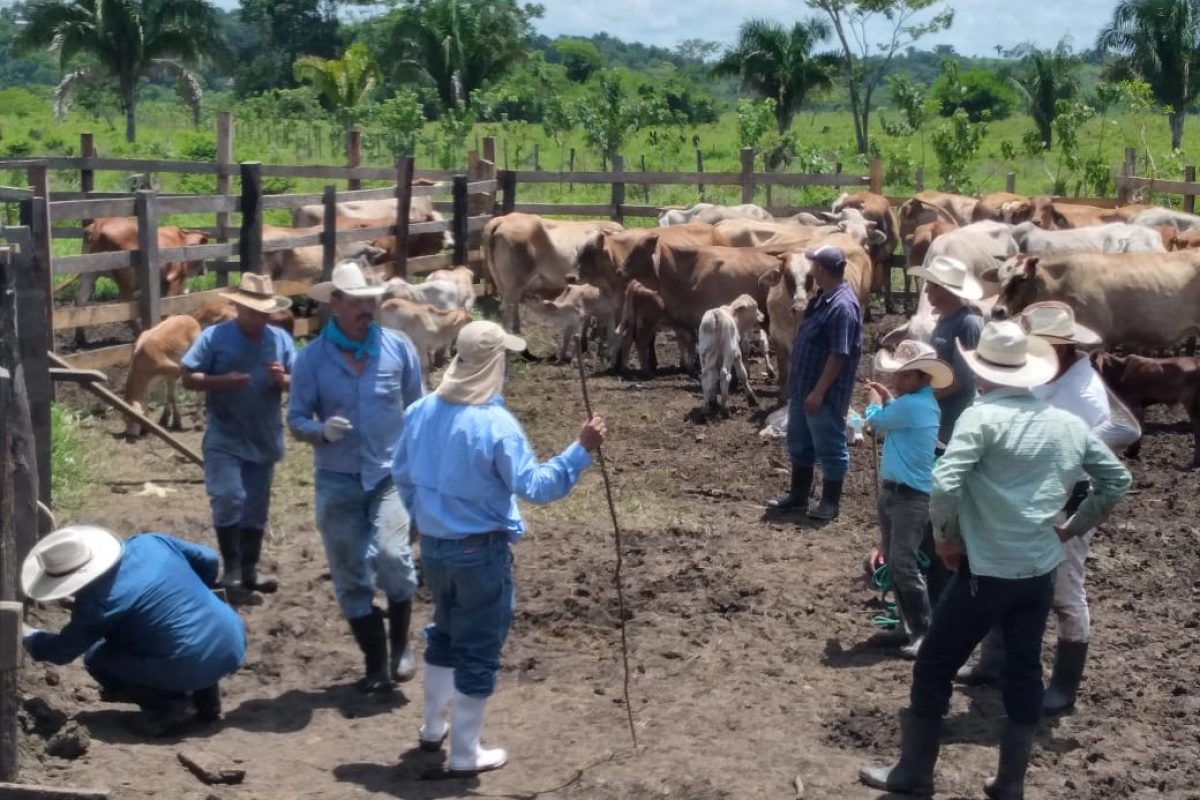 Guatemala exporta nuevo contingente de ganado bovino a MÃ©xico | Ministerio de Agricultura GanaderÃ­a y AlimentaciÃ³n