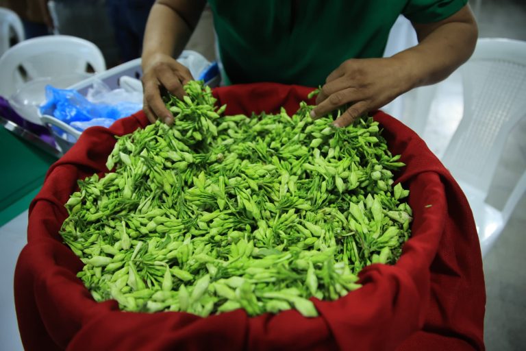 El loroco es una planta muy apreciada - Ministerio de Agricultura ...